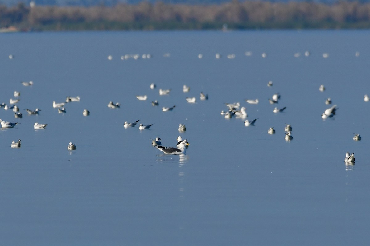 Kara Sırtlı Martı (heuglini) - ML644762574