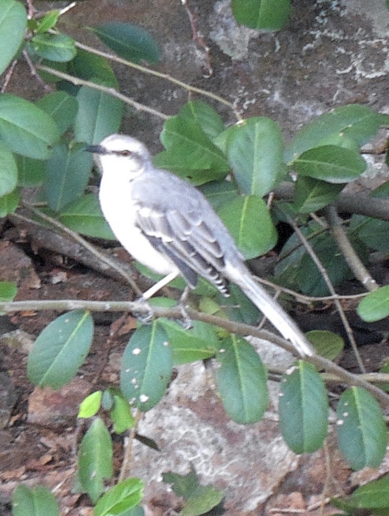 Tropikal Taklitçi - ML644762575