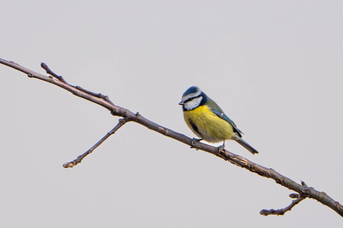 sýkora modřinka - ML644762576