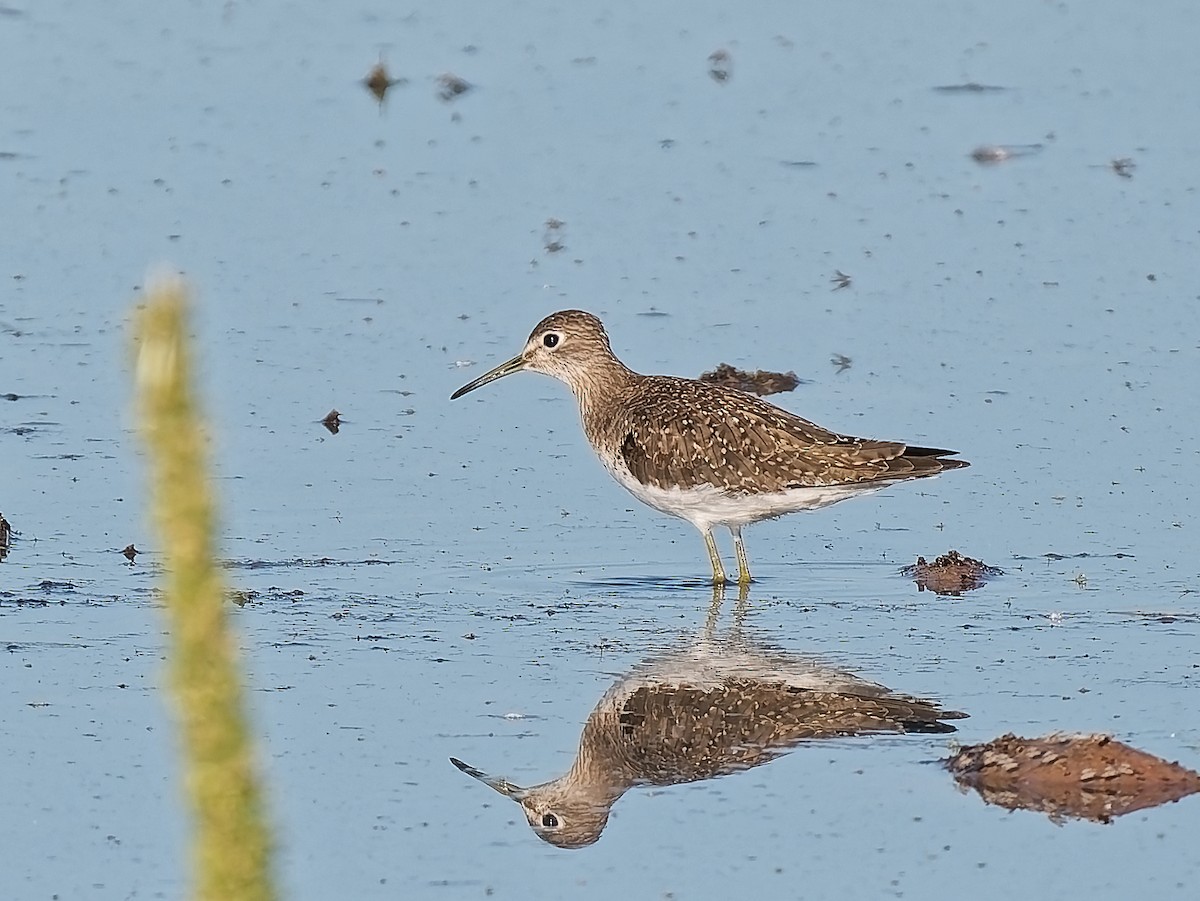 Solitary Sandpiper - ML644762582