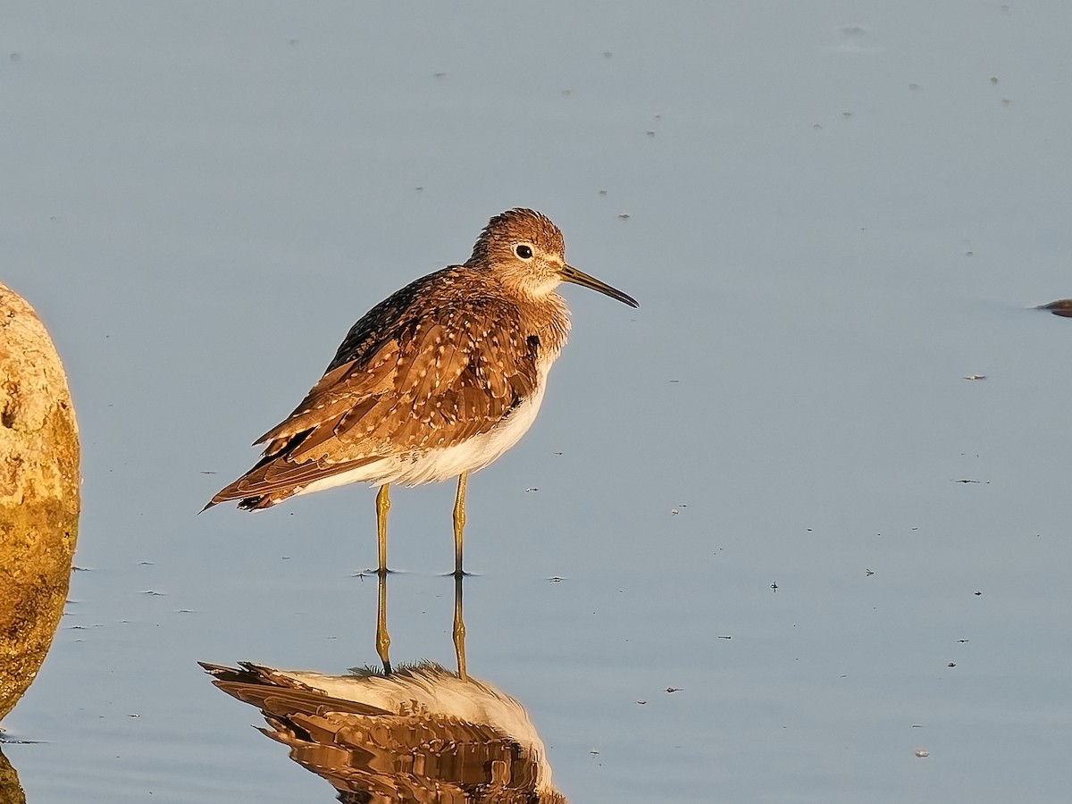 Solitary Sandpiper - ML644762583
