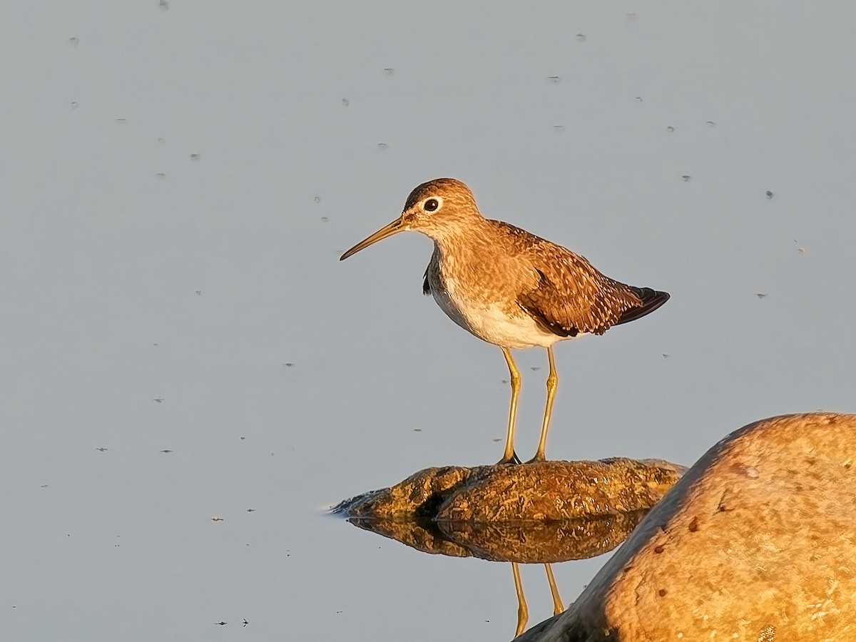Solitary Sandpiper - ML644762584