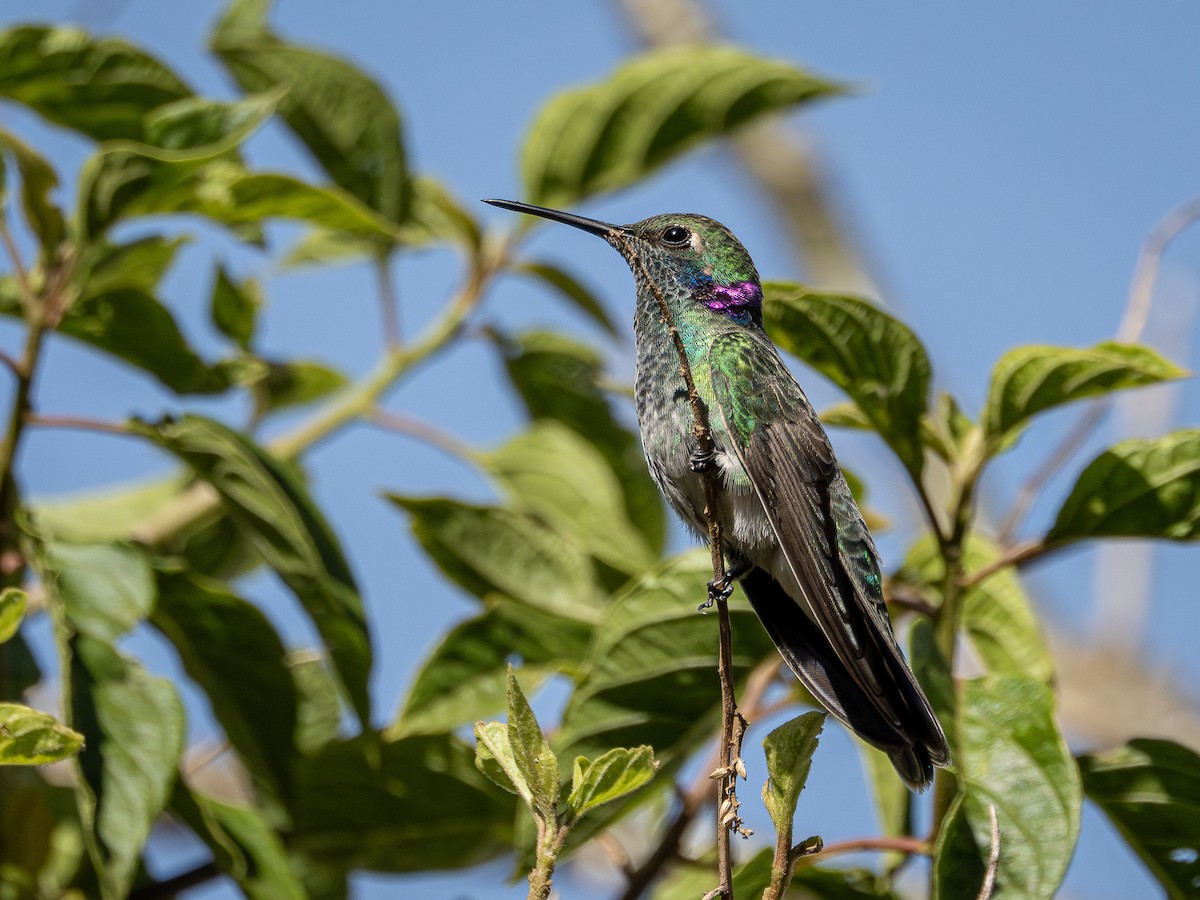 White-vented Violetear - ML644762594