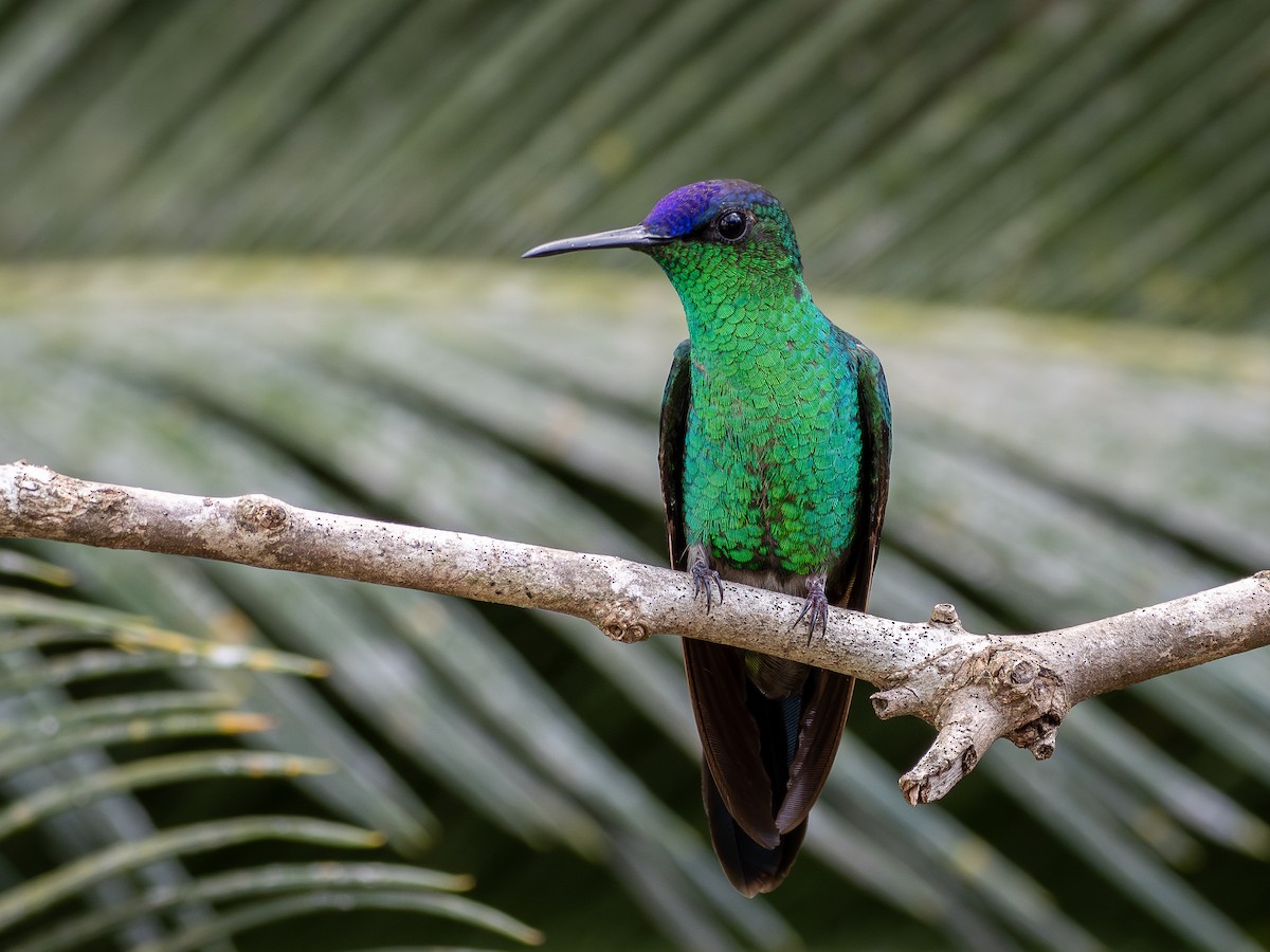 Violet-capped Woodnymph - ML644762595