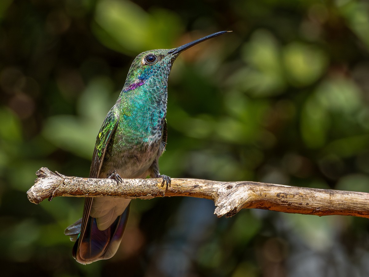 White-vented Violetear - ML644762596