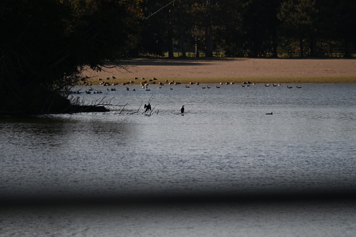 totoppskarv - ML644762598