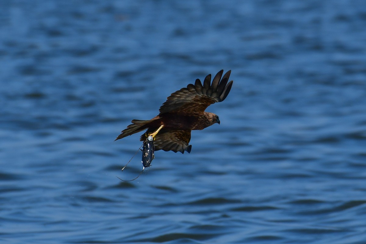 西方澤鵟 - ML644762605