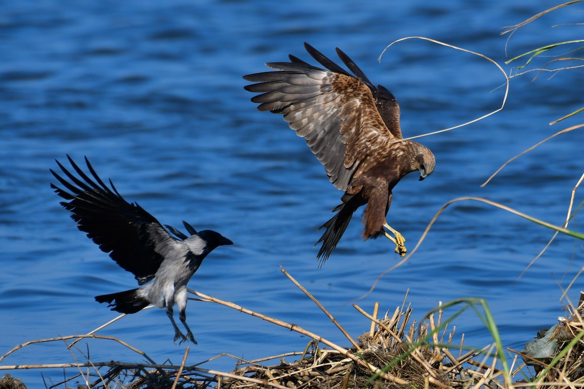 西方澤鵟 - ML644762606