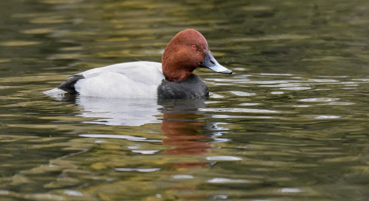 taffeland - ML644762610