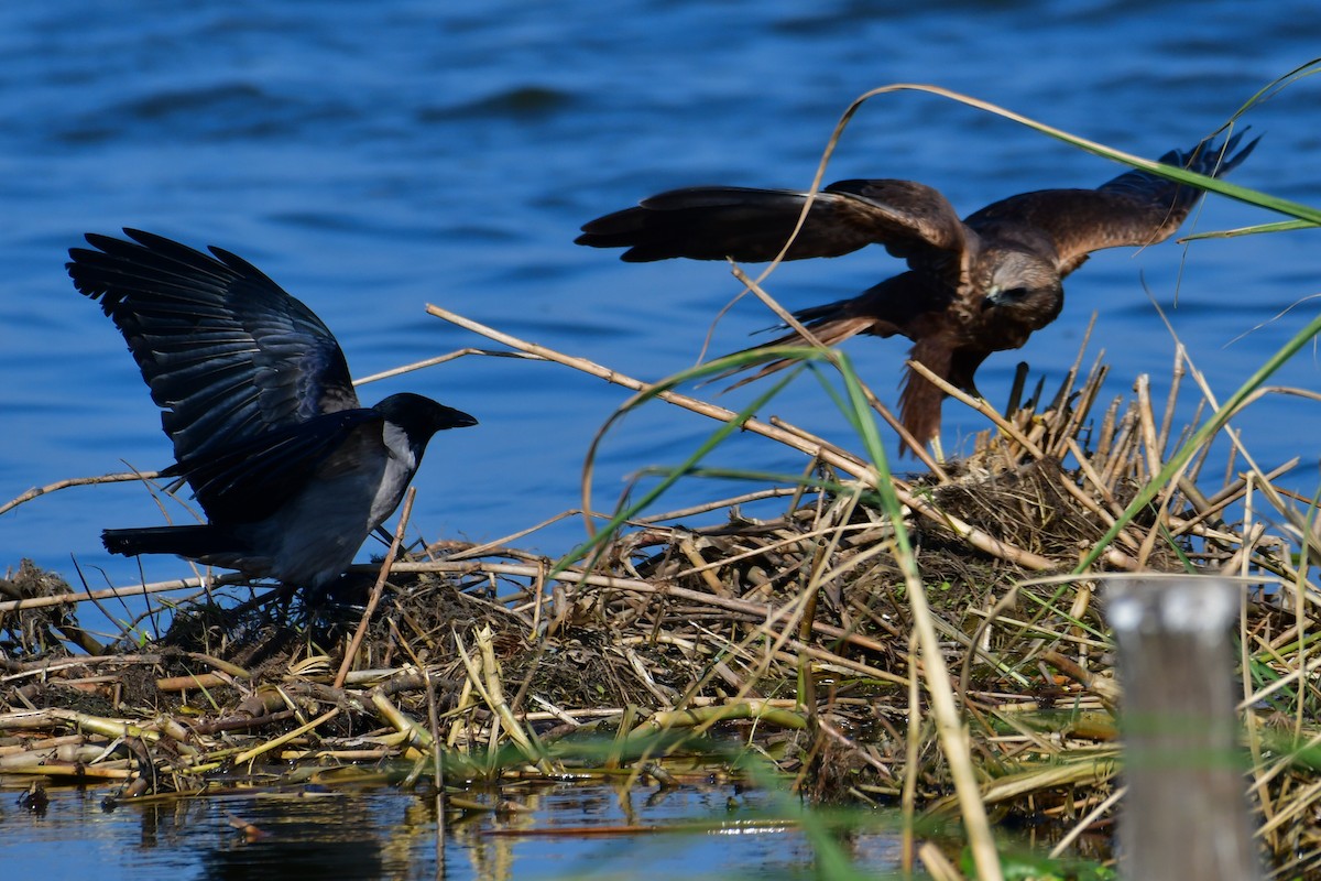 西方澤鵟 - ML644762612