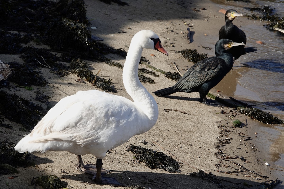 labuť velká - ML644762615