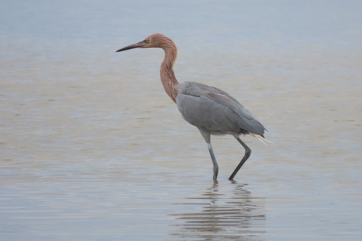 Reddish Egret - ML644762632
