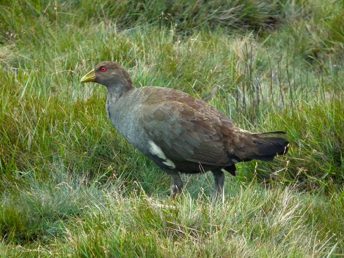 Tasmanian Nativehen - ML644762661