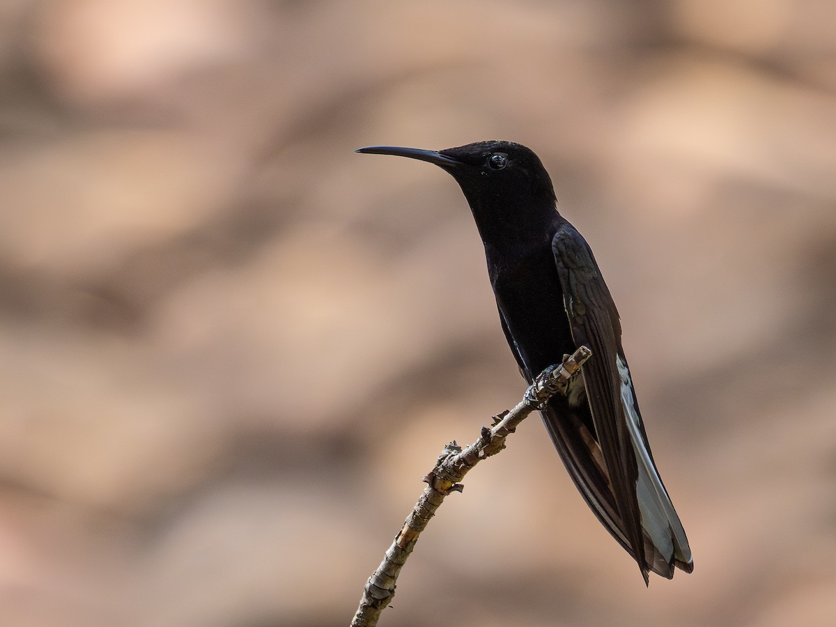 クロハチドリ - ML644762662