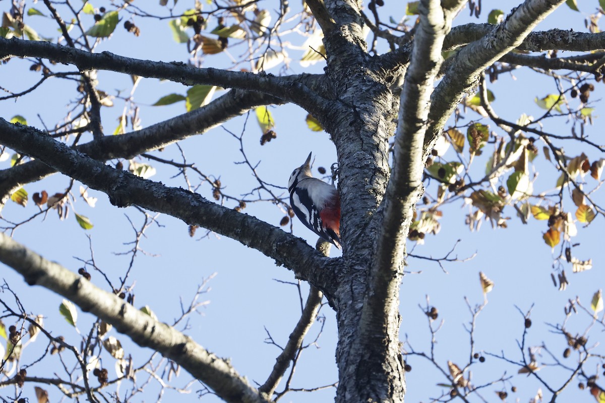 Great Spotted Woodpecker (Great Spotted) - ML644762664