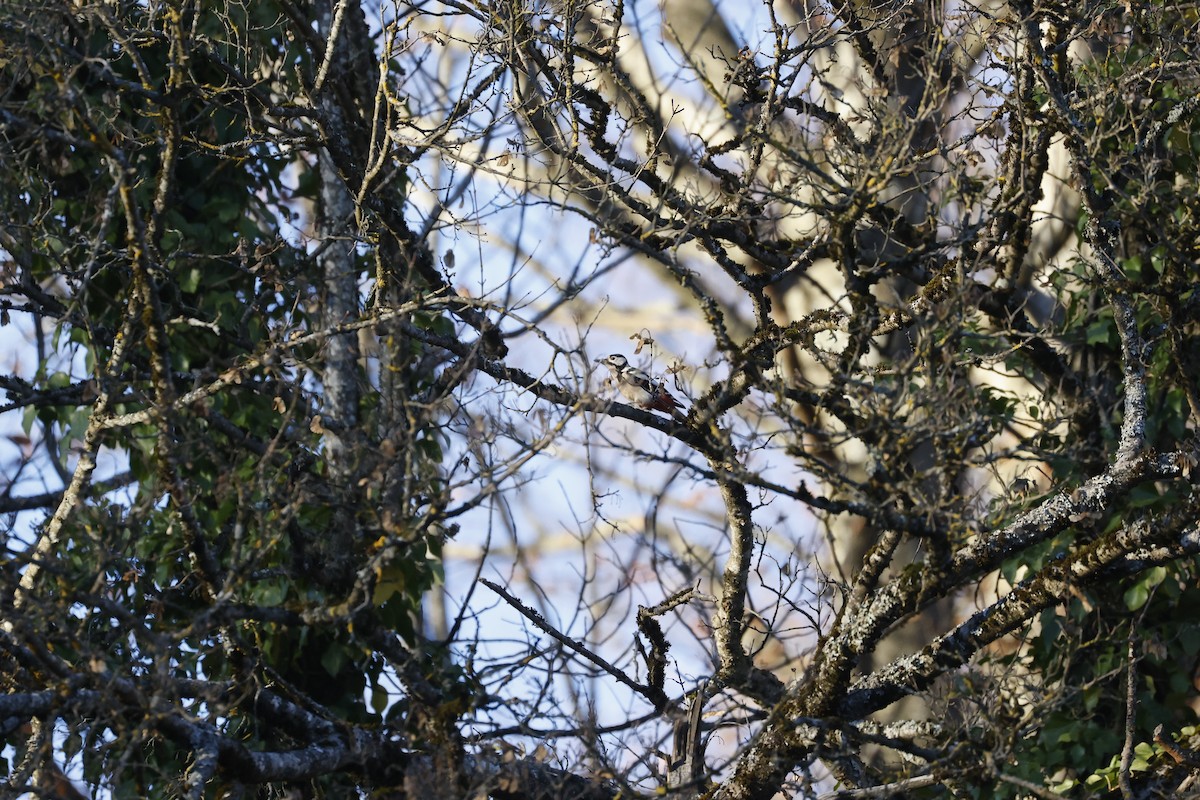 Great Spotted Woodpecker (Great Spotted) - ML644762674