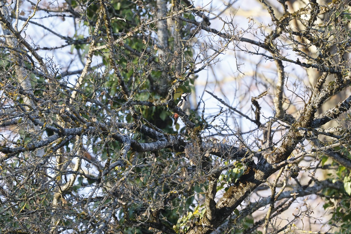 Great Spotted Woodpecker (Great Spotted) - ML644762682