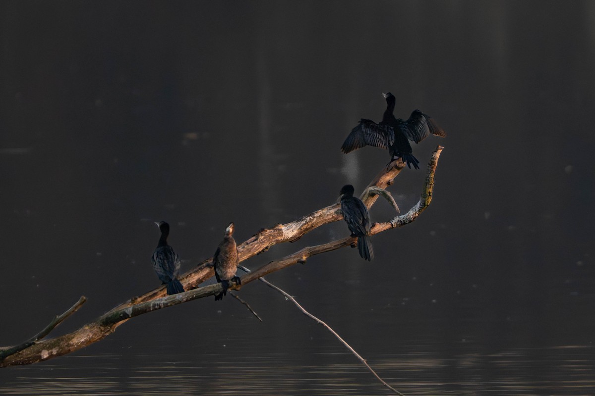 Pygmy Cormorant - ML644762698