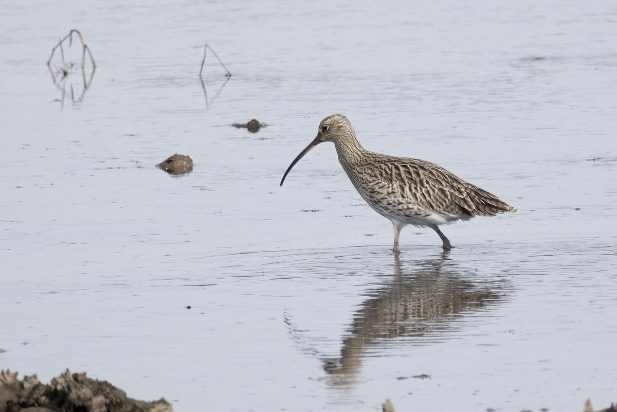 חרמשון גדול - ML644762702
