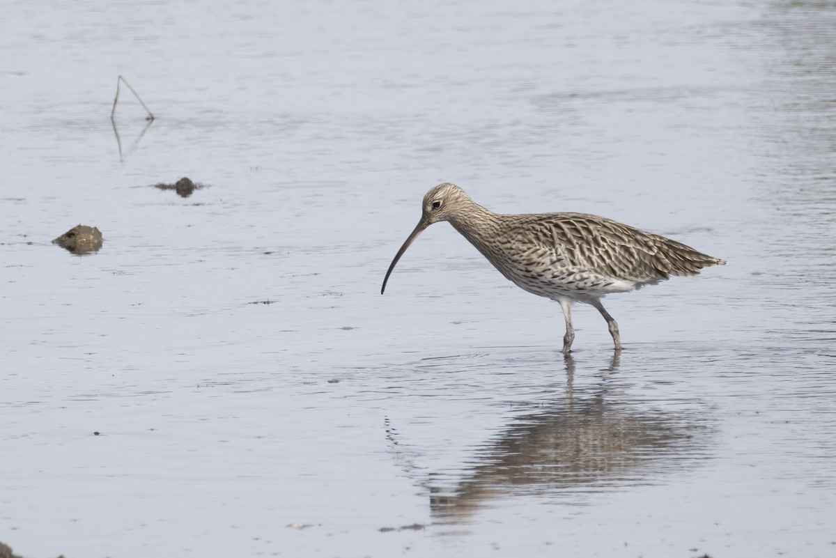 חרמשון גדול - ML644762703