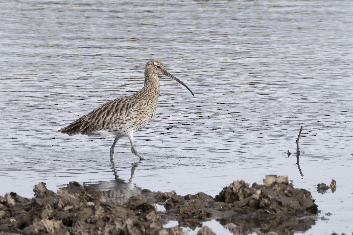 חרמשון גדול - ML644762704
