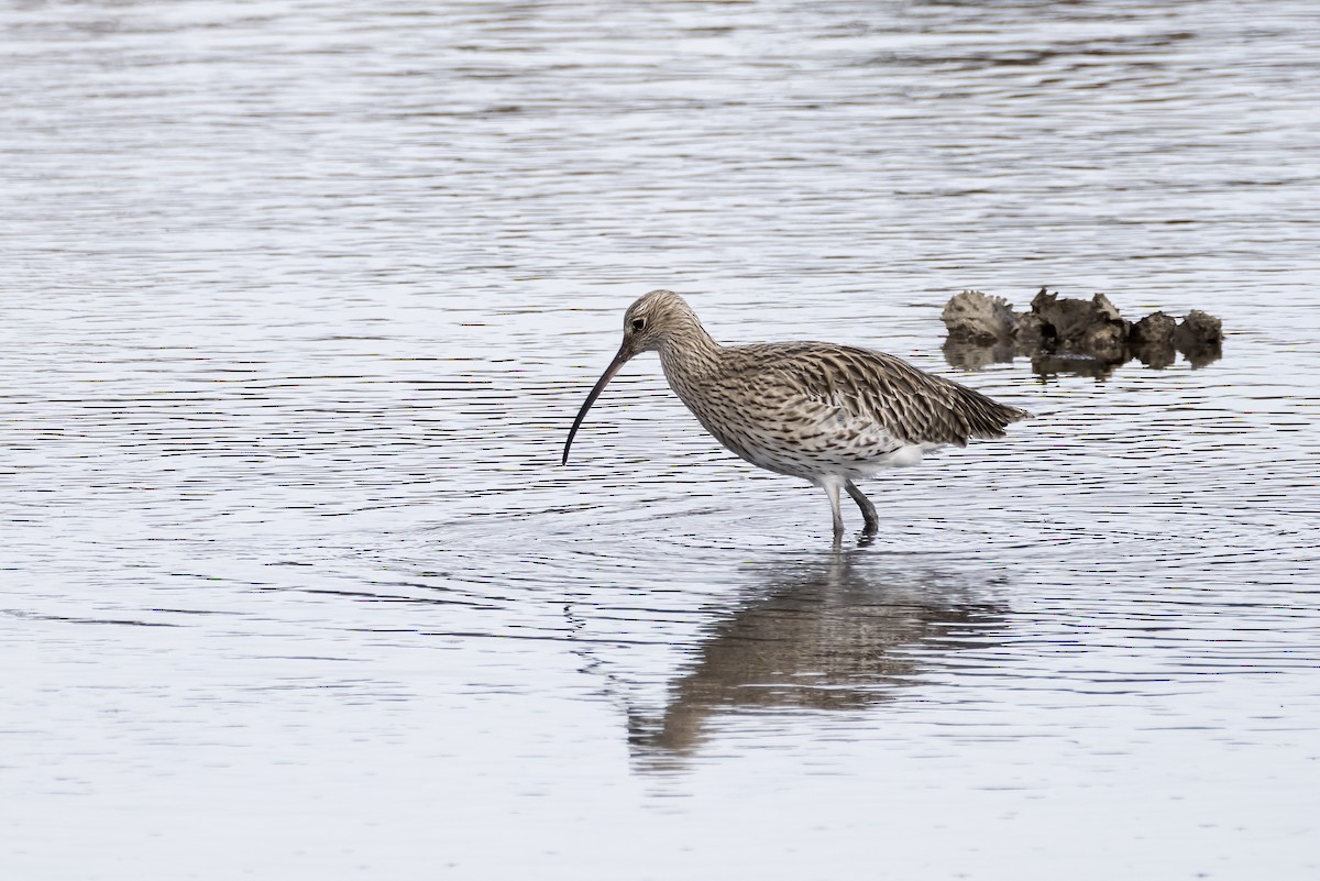 חרמשון גדול - ML644762705