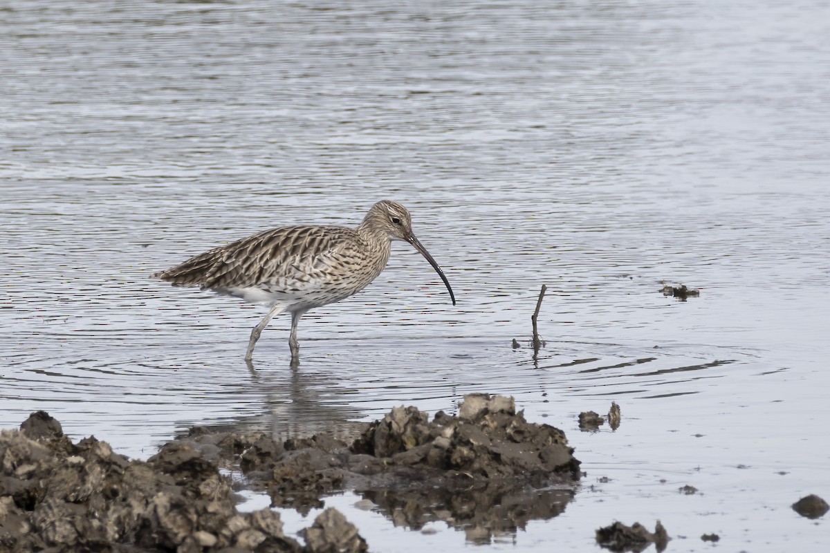 חרמשון גדול - ML644762706