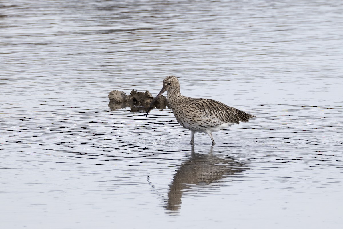 חרמשון גדול - ML644762707