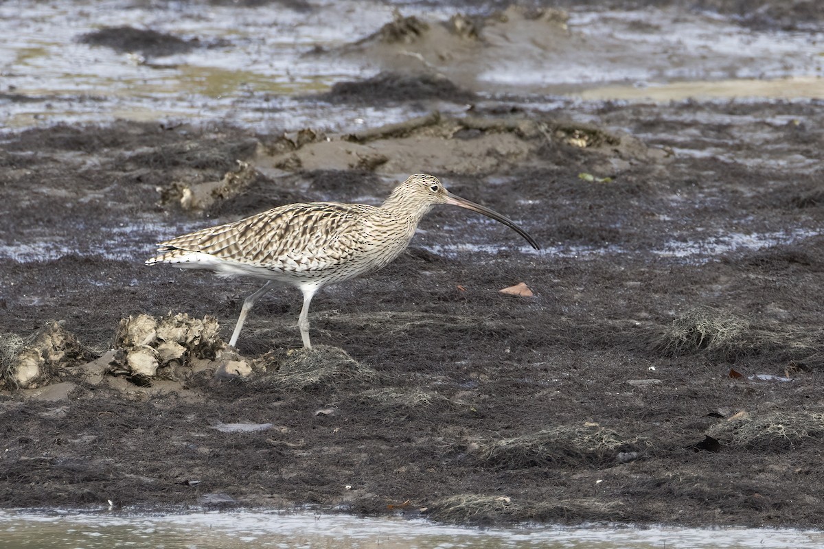 חרמשון גדול - ML644762708