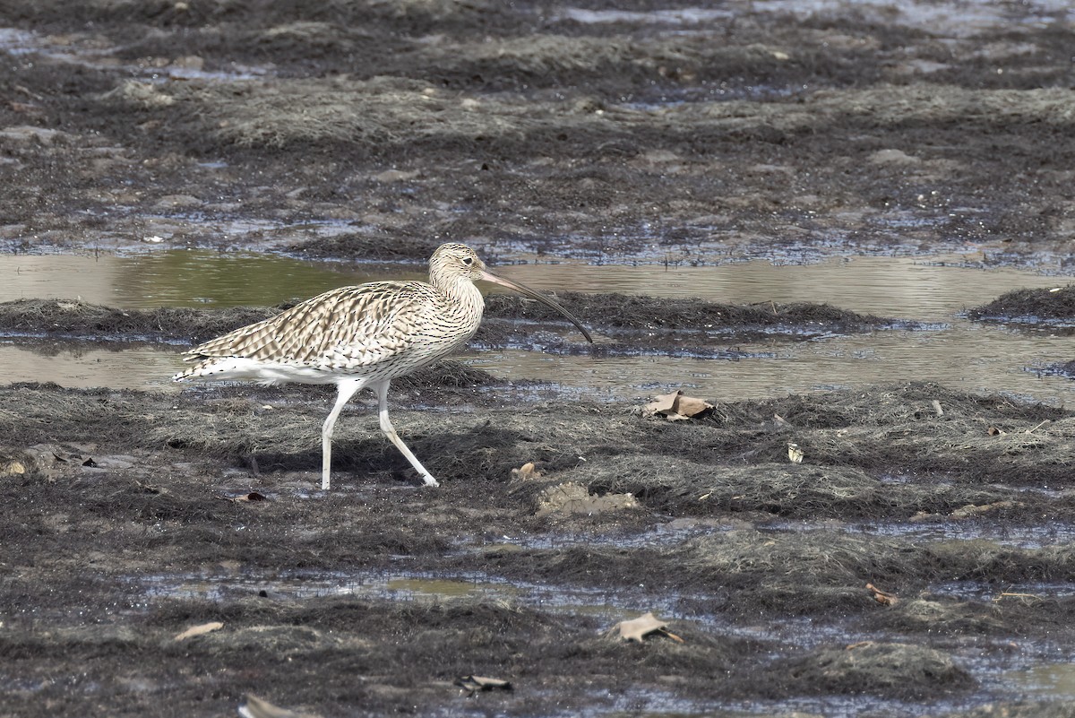 חרמשון גדול - ML644762709