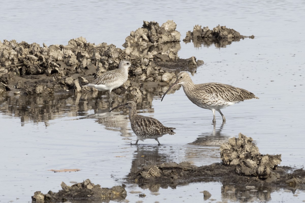 חרמשון גדול - ML644762710