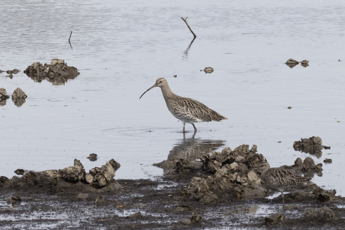 חרמשון גדול - ML644762711