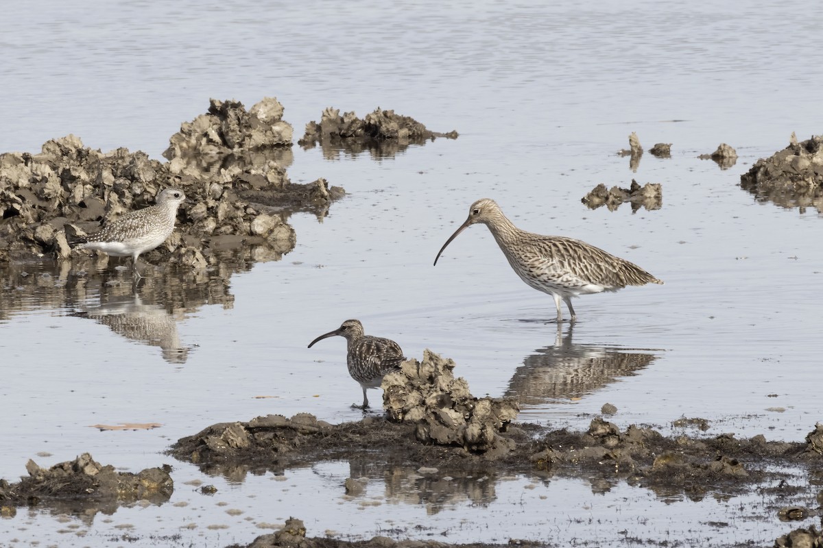 חרמשון גדול - ML644762712
