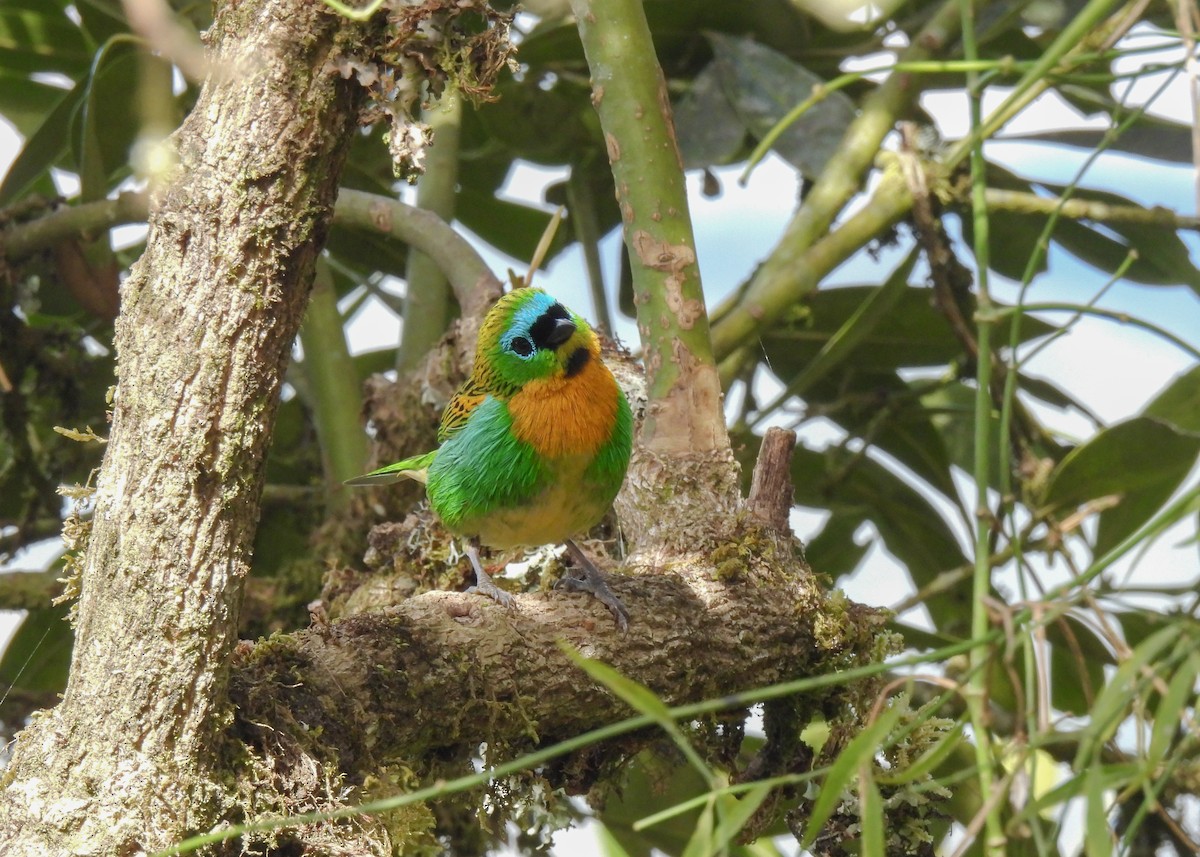 Brassy-breasted Tanager - ML644762722