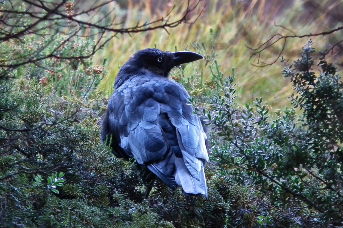 Forest Raven - ML644762751