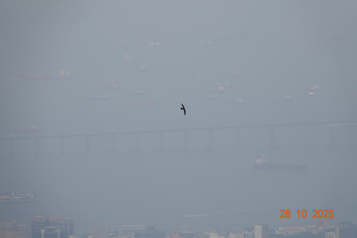 White-collared Swift - ML644762758