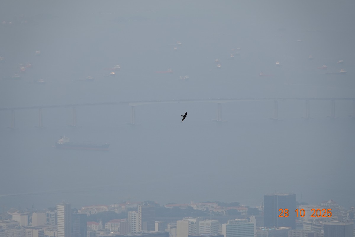 White-collared Swift - ML644762759