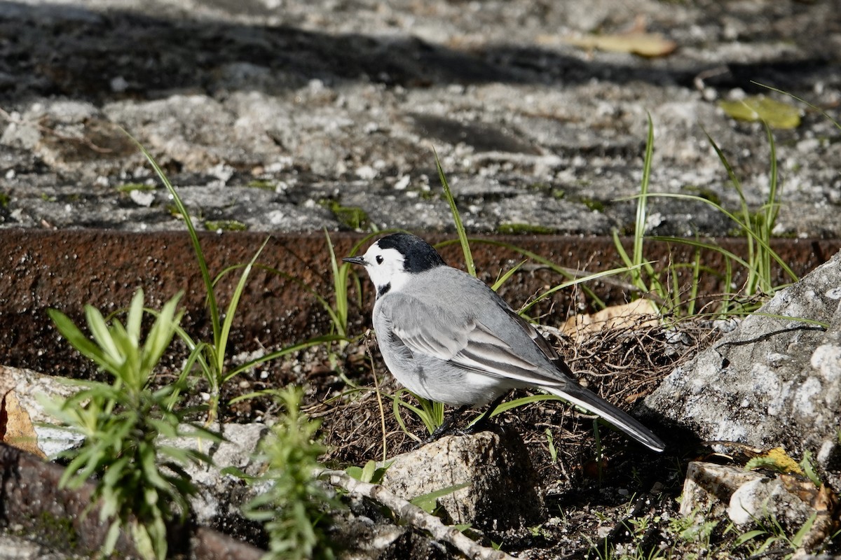 נחליאלי לבן - ML644762763