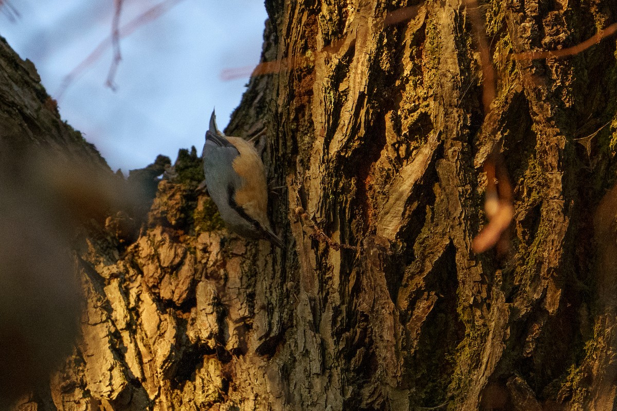 Повзик звичайний - ML644762767