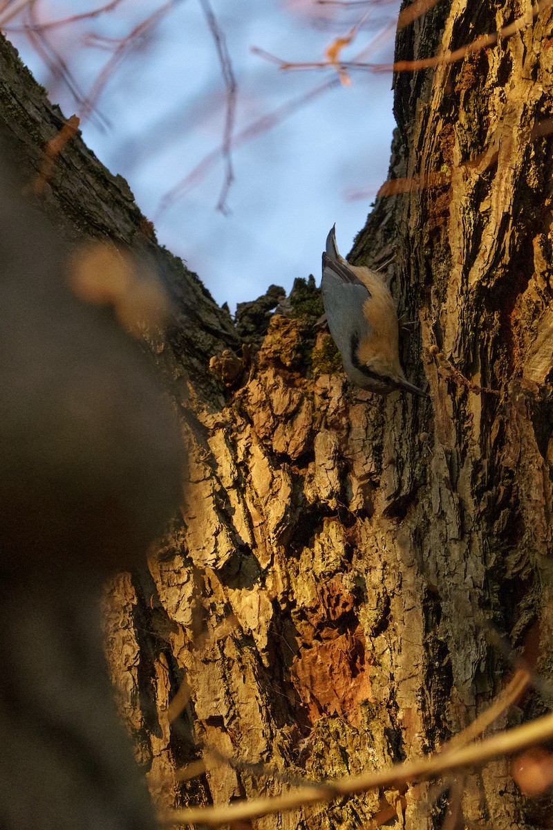 Повзик звичайний - ML644762768