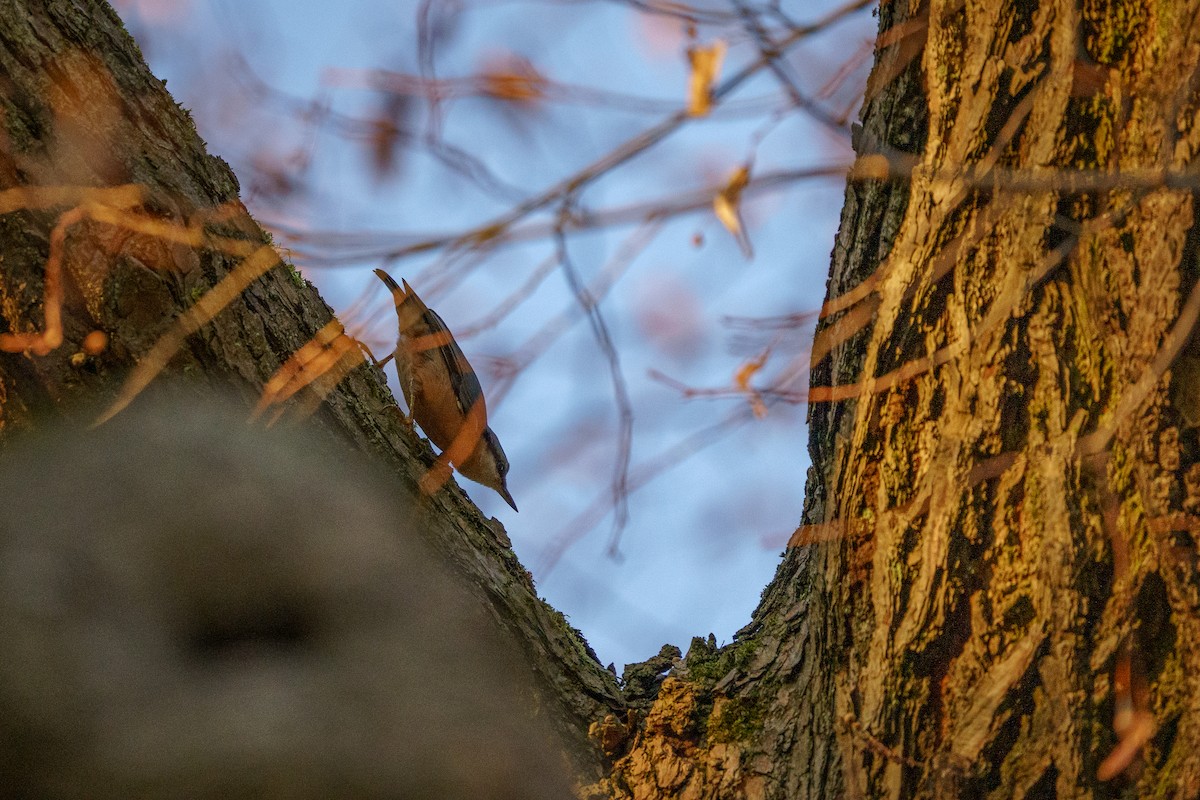 Повзик звичайний - ML644762770