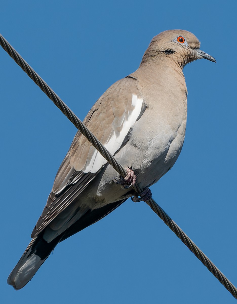 White-winged Dove - ML644762798