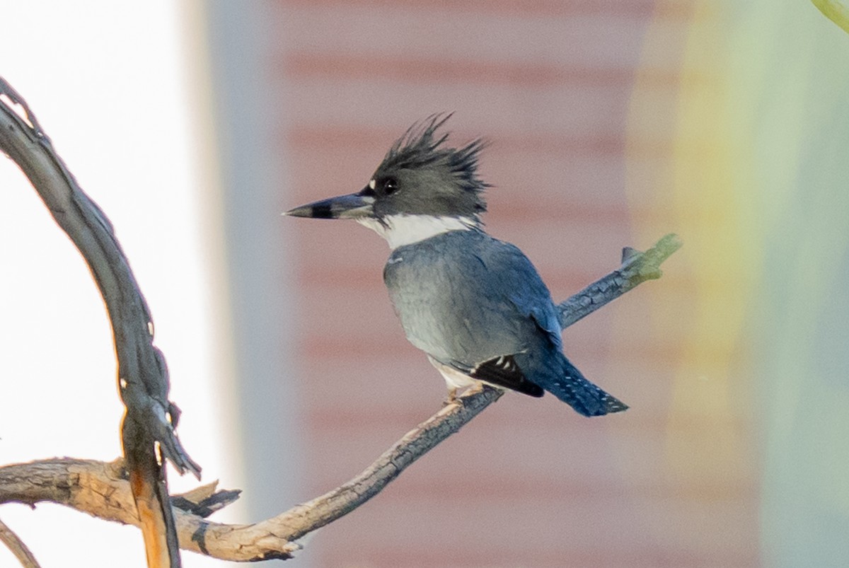Belted Kingfisher - ML644762802