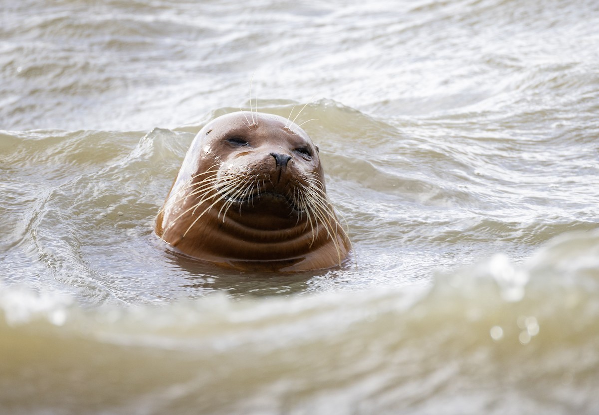 Pacific Harbor Seal - ML644762803