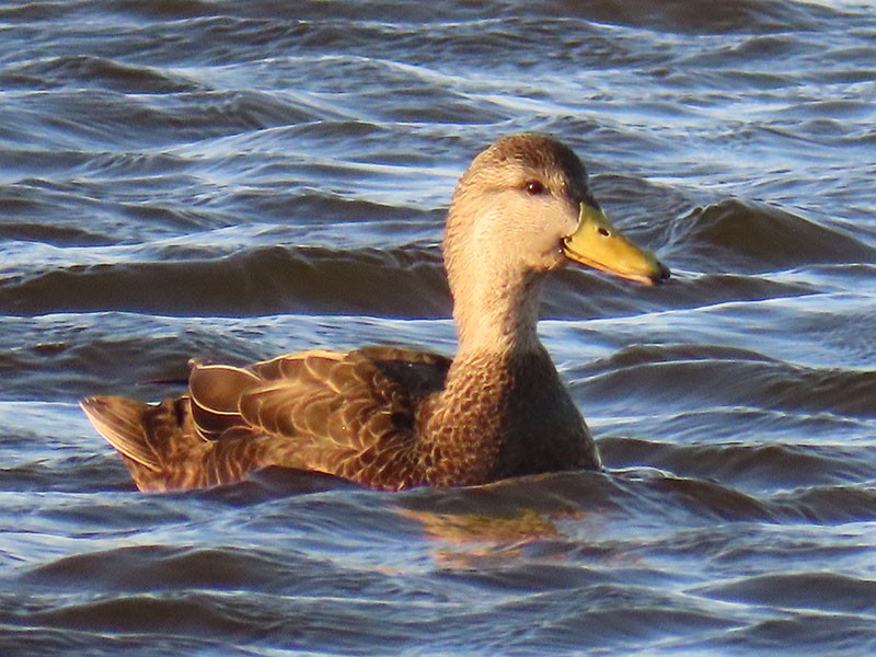 American Black Duck - ML644762815