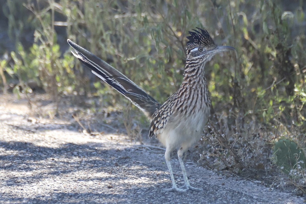 Greater Roadrunner - ML644762817