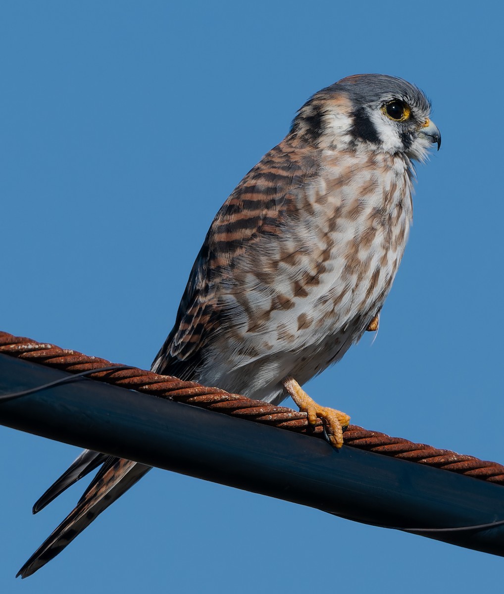 American Kestrel - ML644762819