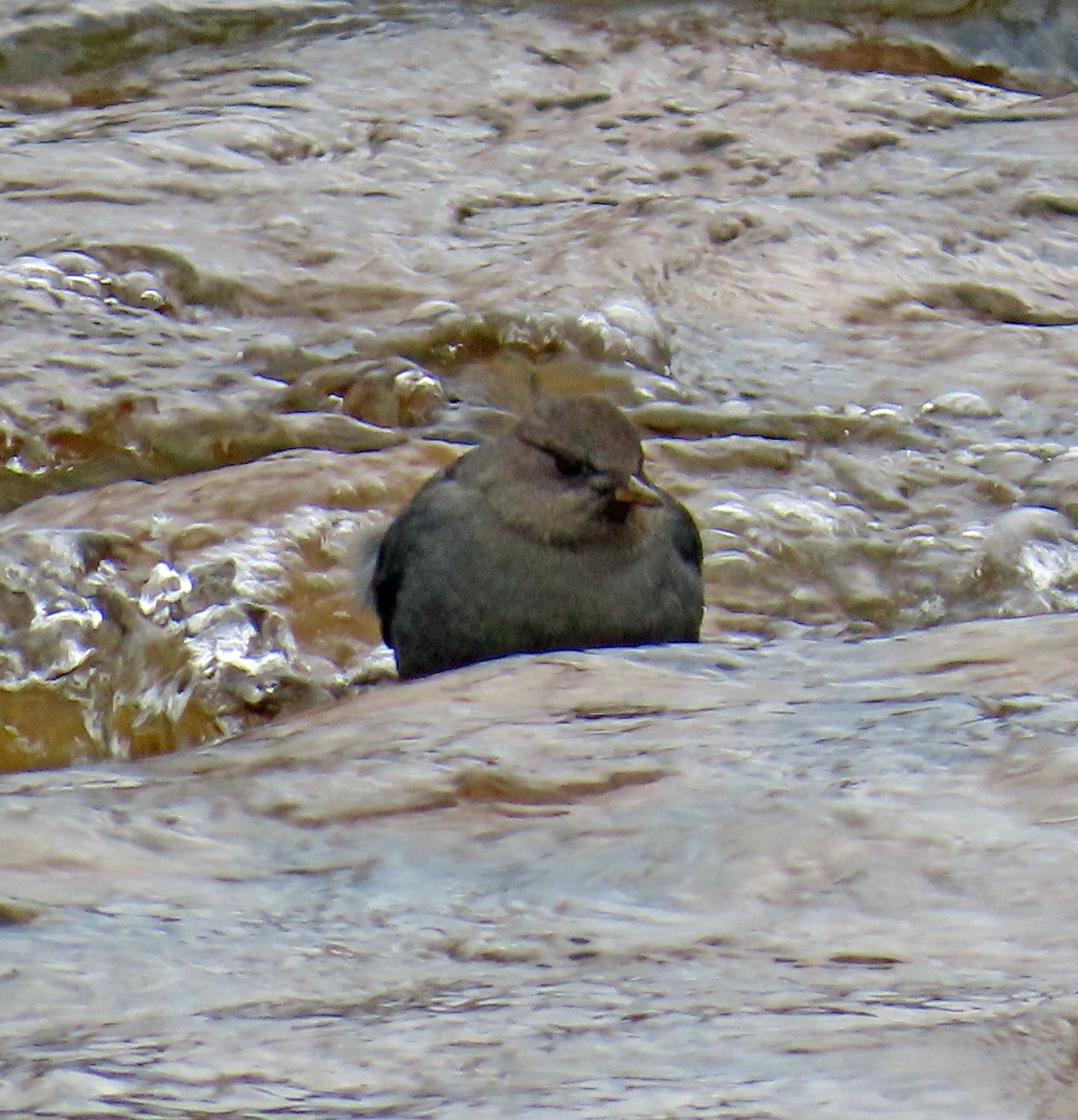 American Dipper - ML644762841
