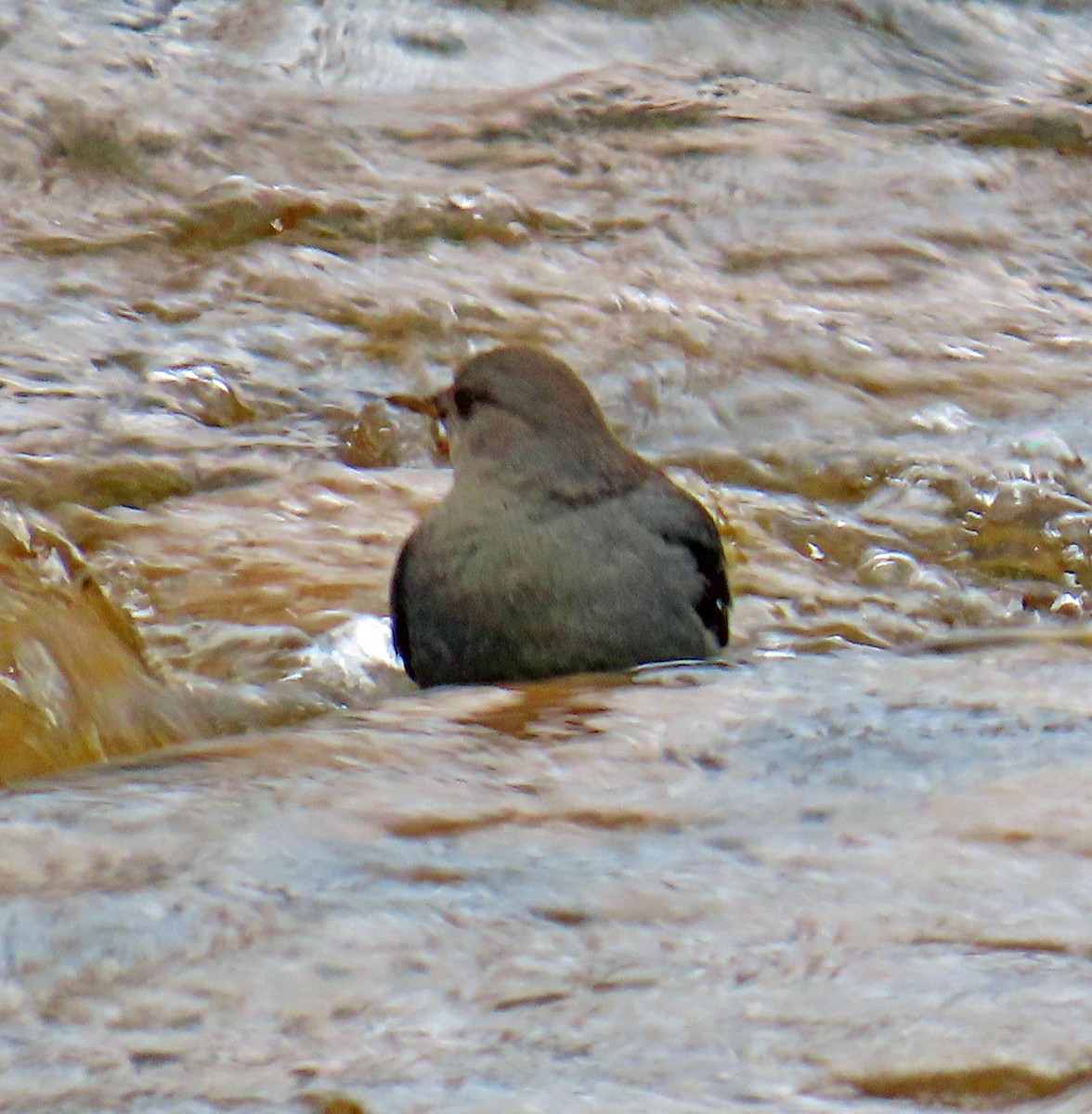 American Dipper - ML644762842