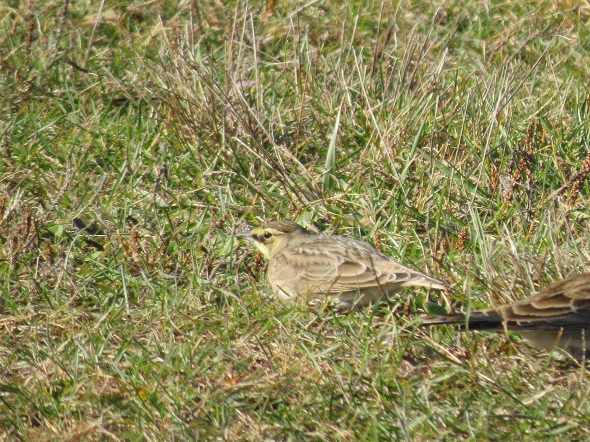 Horned Lark - ML644762845